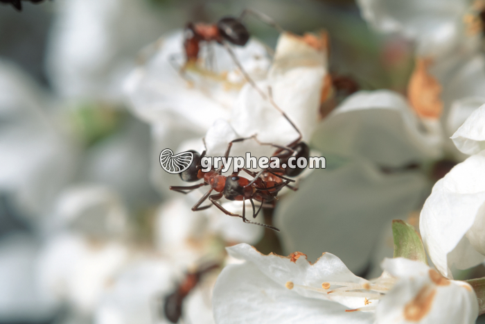 Trophallaxie chez les Fourmis rousses - gryphea.com